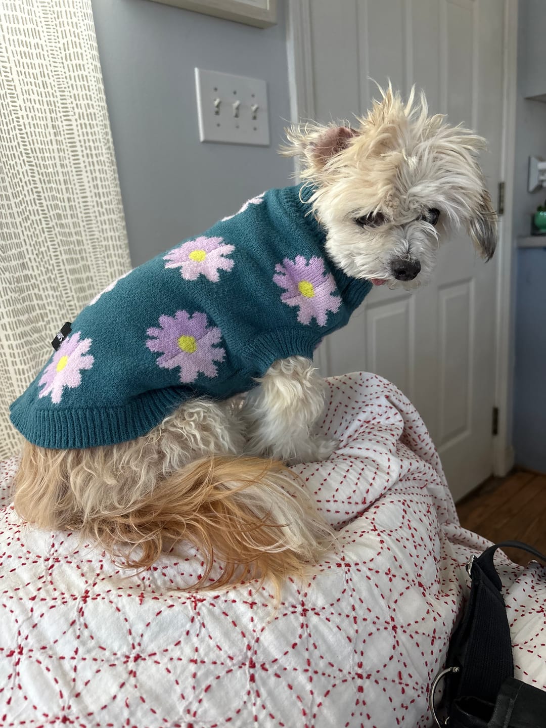 Customer photo review of Flower Knit Dog Sweater