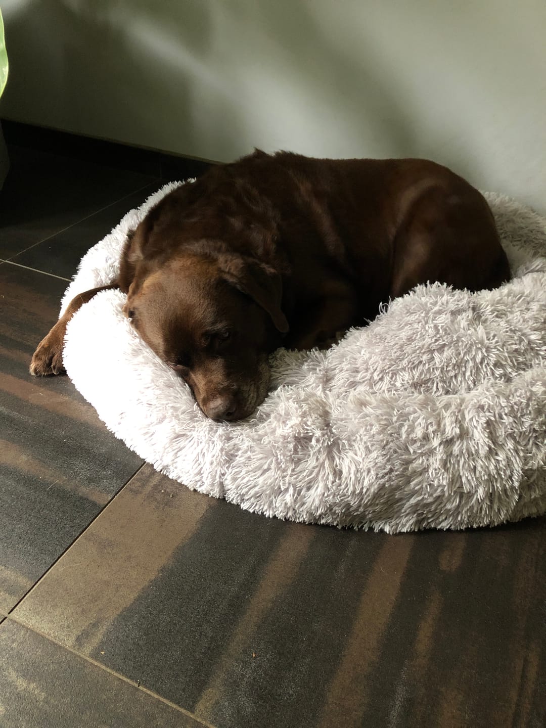 Customer photo review of Pet Perfect Fluffy Donut Hondenmand - Rond - Wasbaar