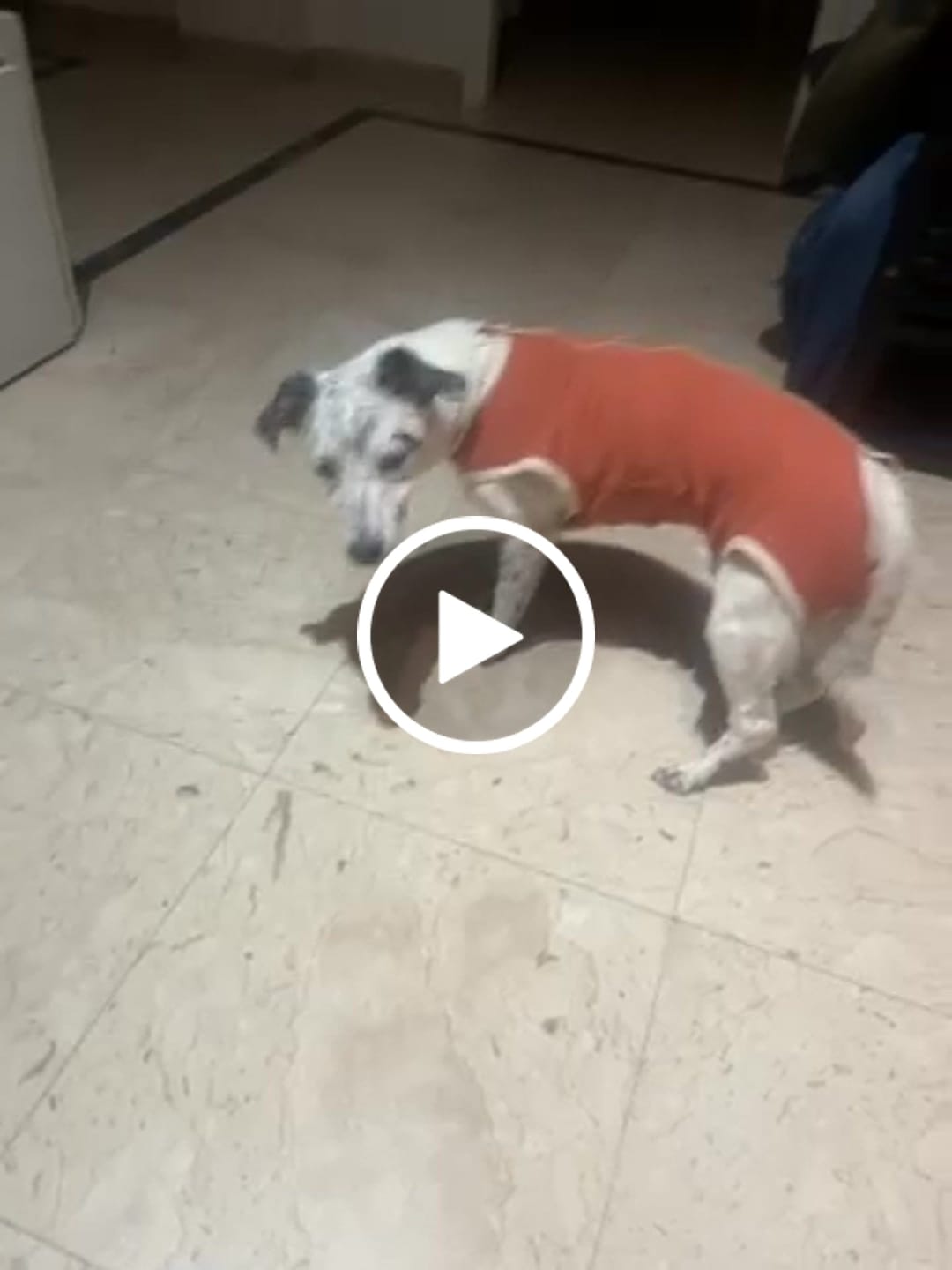 Customer video review of Body Castrazione cane maschio