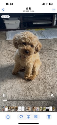 Customer photo review of FunFunPet 高機能ハーネス（お名前タグ作成サービス付き）