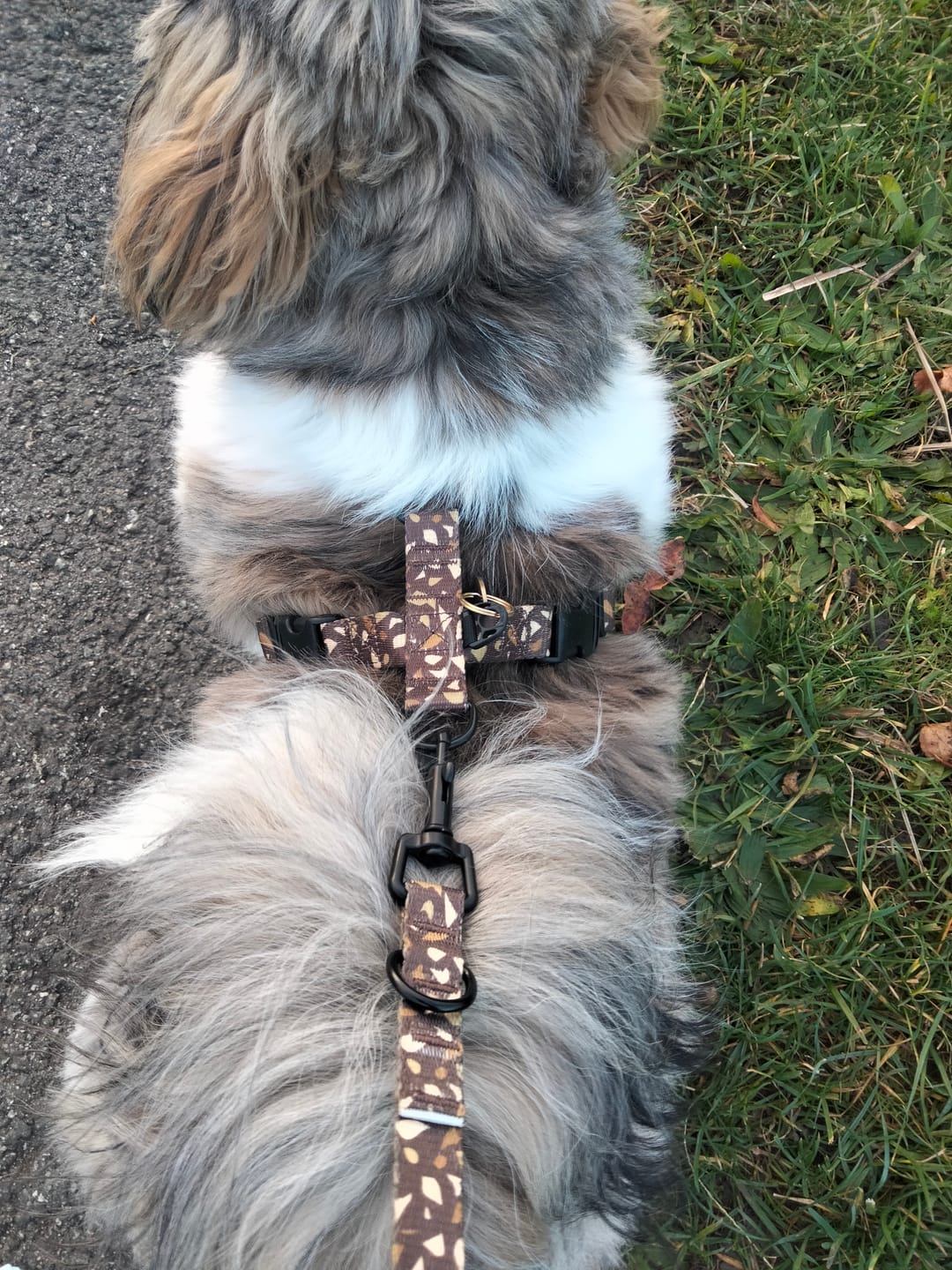 Customer photo review of Szelki bezuciskowe "Brownie Terrazzo" - czarne okucia
