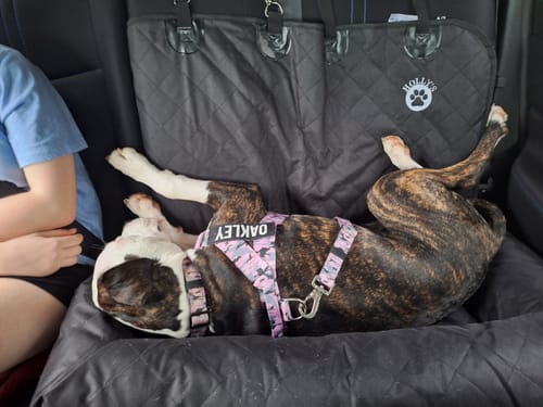 Customer photo review of Car Seat Cover
