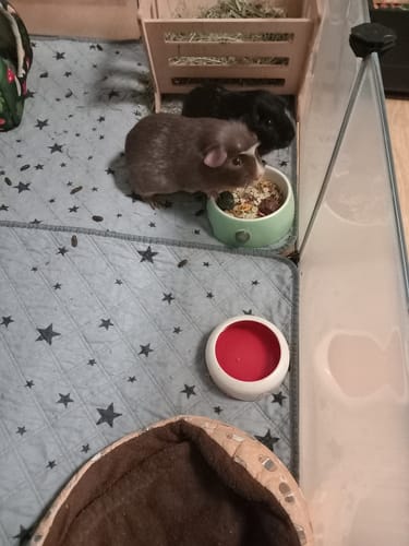 Customer photo review of ❄️ Saatenmischung „Winterzauber“ – wohltuend & kraftvoll für die kalte Jahreszeit