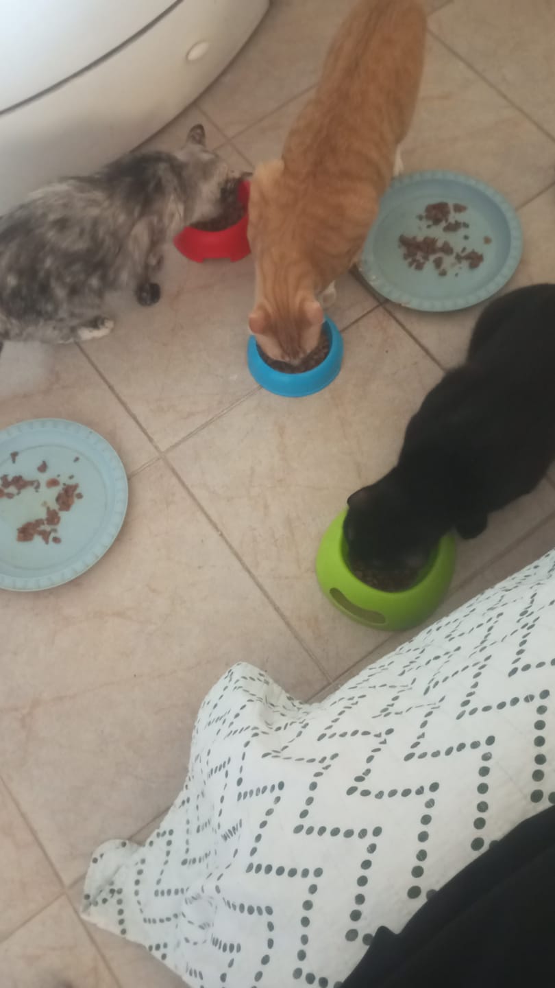 Customer photo review of Cat Adult