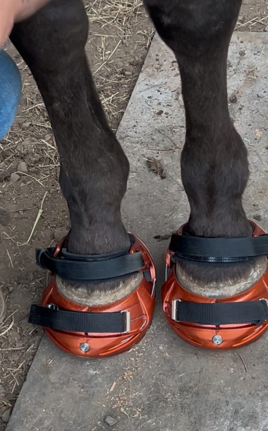Customer photo review of Renegade® Viper Shield™ Hoof Boot Seconds - Arizona Copper
