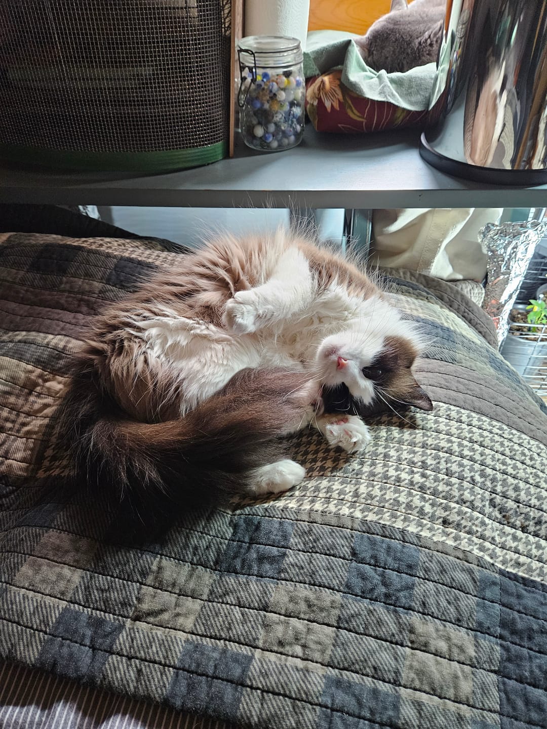 Customer photo review of Cat Allergy Relief & Immune Support Remedy