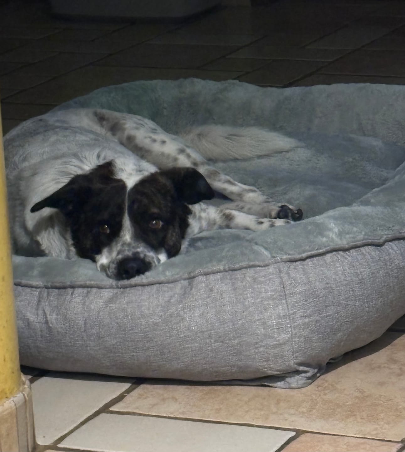 Customer photo review of Cobija Impermeable para Perros