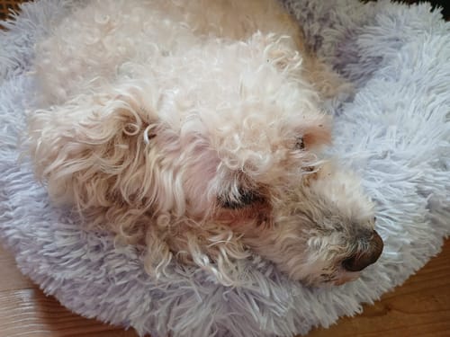 Customer photo review of Puppery Hundebett Wolke 7 - Das Original