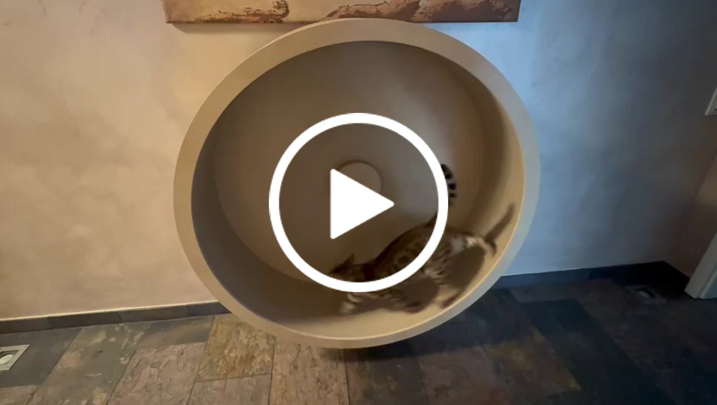 Customer video review of Elmato Katzenlaufrad Rocky Wandlaufrad
