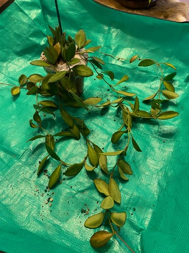 Customer photo review of Hoya Burtoniae W/ Variegation