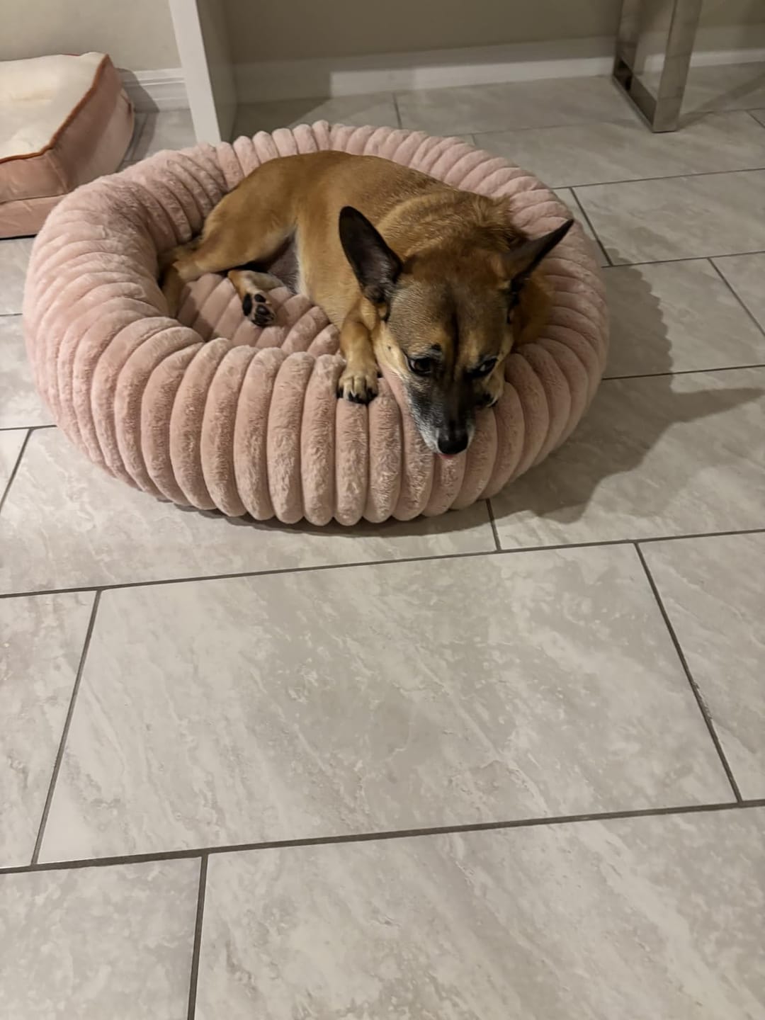 Customer photo review of Luxury Edition: Cama Anti-Estrés THE DOGS