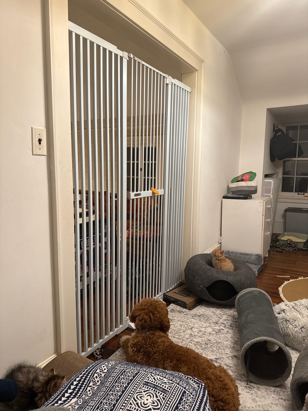 Customer photo review of FairyBaby 72" Tall Cat Gate with Narrow Bar Spacing