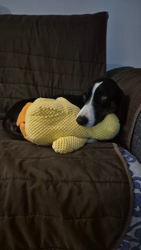 Customer photo review of Duck™ - Il Pupazzo Indistruttibile