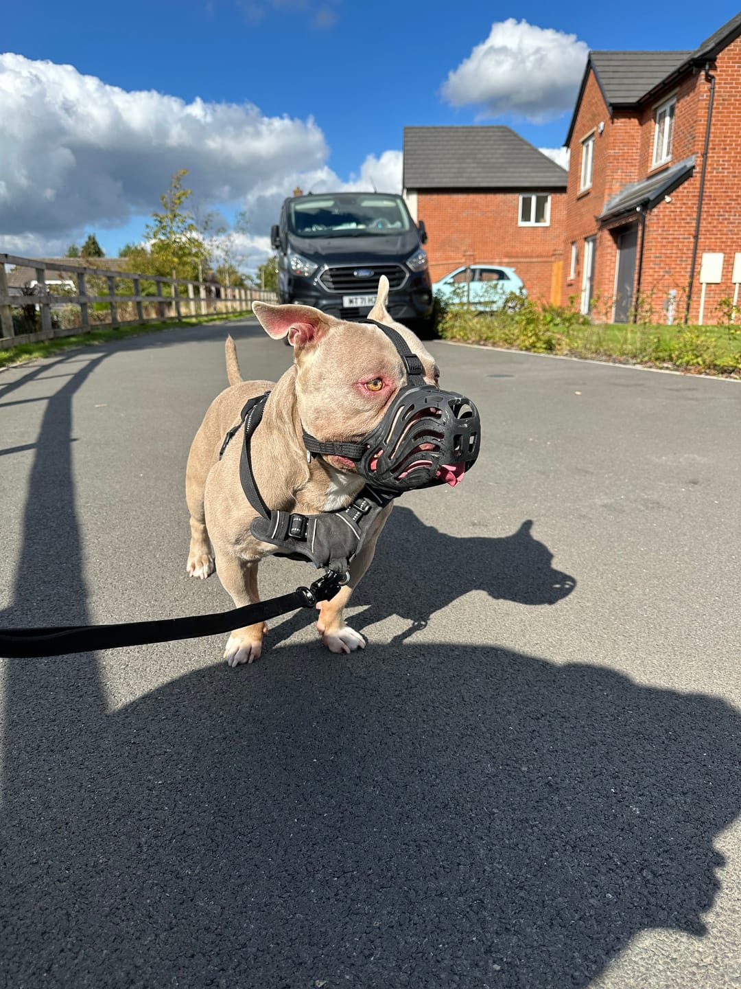 Customer photo review of Muzzle | Flexi & Legal Requirement - S-XL Breeds - Black