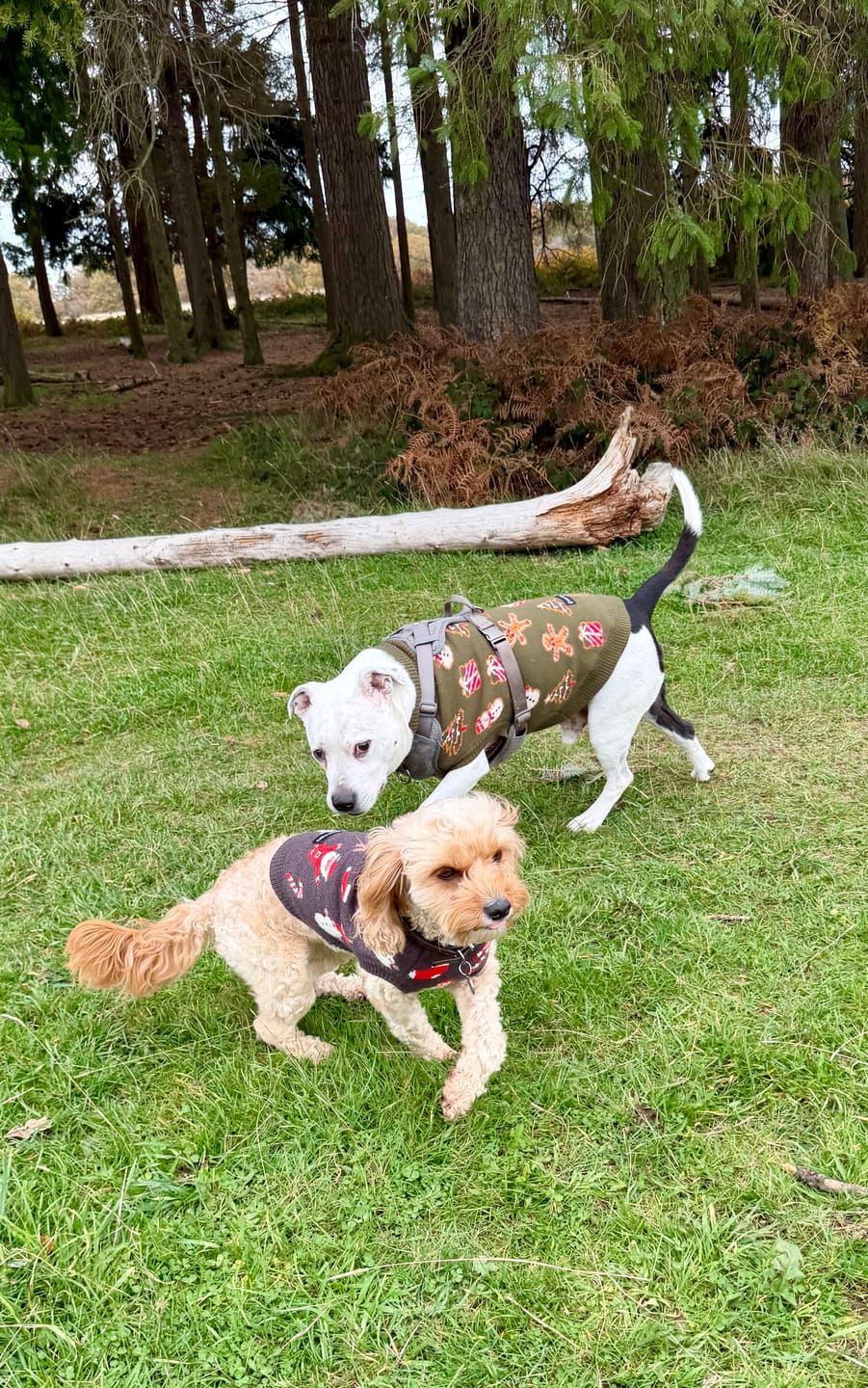 Customer photo review of Christmas Knit Dog Sweater - Gingerbread