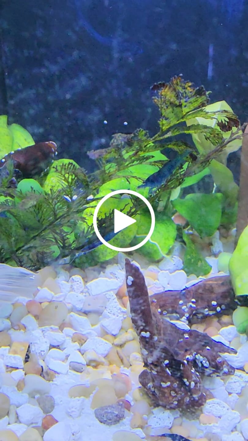 Customer video review of Blue Dream Neocaridina Shrimp