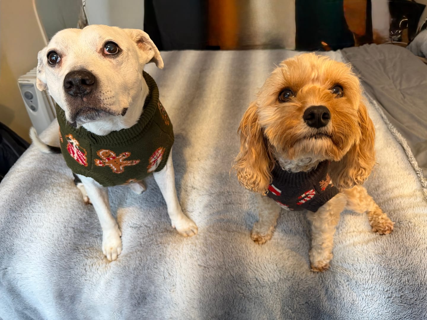 Customer photo review of Christmas Knit Dog Sweater - Santa Clause
