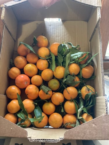 Emma V. review of Clémentines Bio - Origine Corse image 1 out of 1