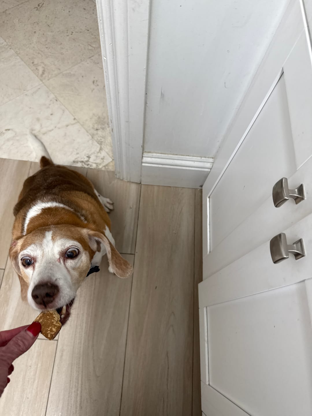 Customer photo review of Beef Liver - Dog Treats