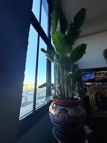 Customer photo review of Full Size Bird Of Paradise