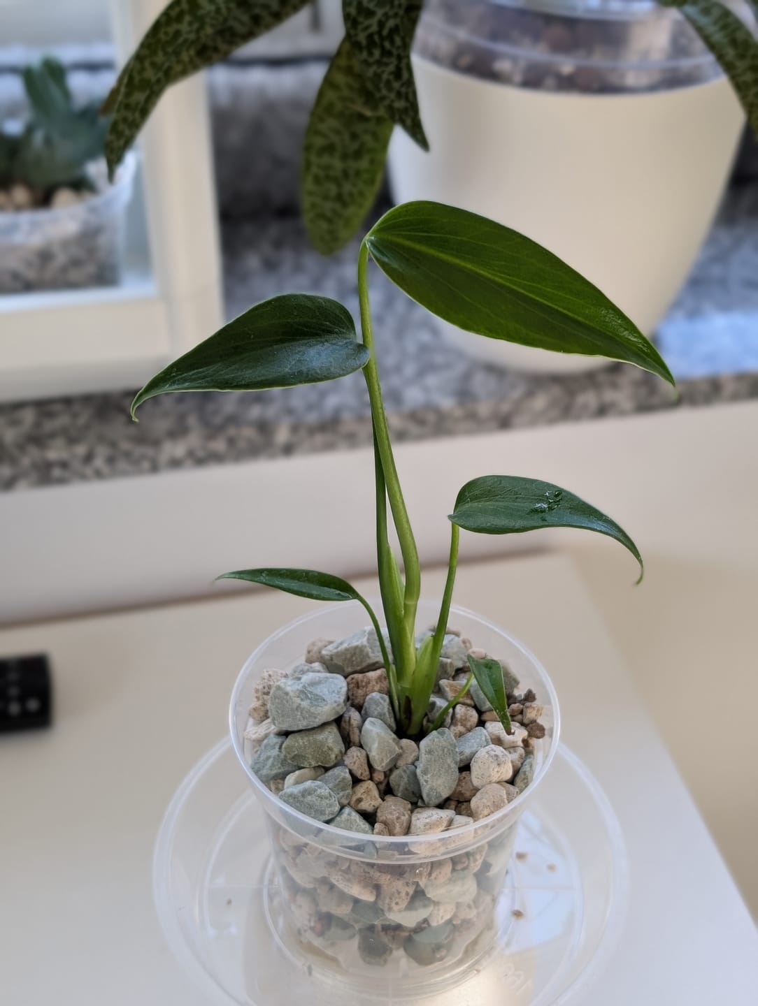 Customer photo review of MONSTERA BURLE MARX FLAME