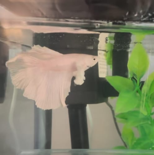 Customer photo review of Super White Dumbo Ear Halfmoon Male Betta Fish