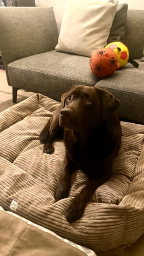 Customer photo review of Divanetto Velluto a Coste Marrone