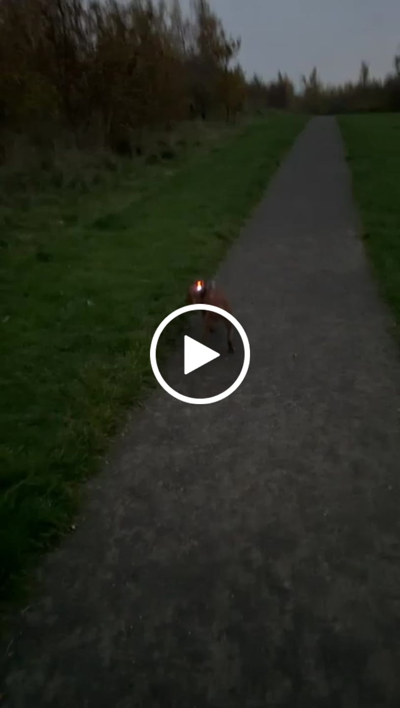 Customer video review of TrekBright® Dog Safety Light