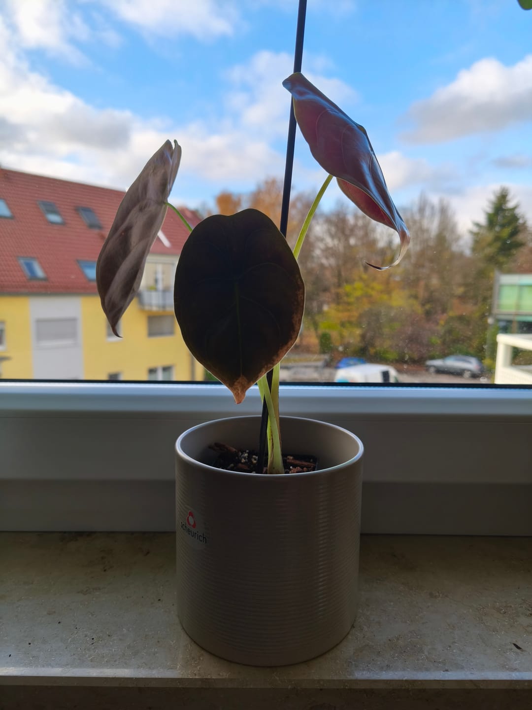 Customer photo review of ALOCASIA CUPREA RED SECRET