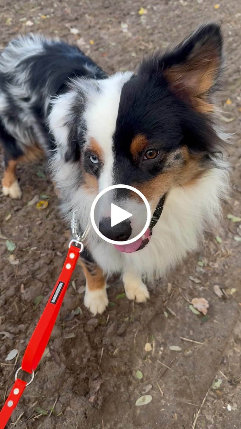 Customer video review of The Multi QuickLead™ Single Tone - Dog Leash