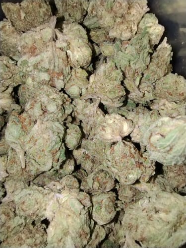 Customer photo review of Bulk Indoor THCA Smalls