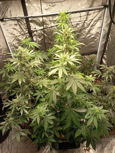 Customer photo review of Super Silver Haze Hybrid F1 – Die schnellste Cannabissamen der Welt - 50 Tage von Keimung bis zur Ernte