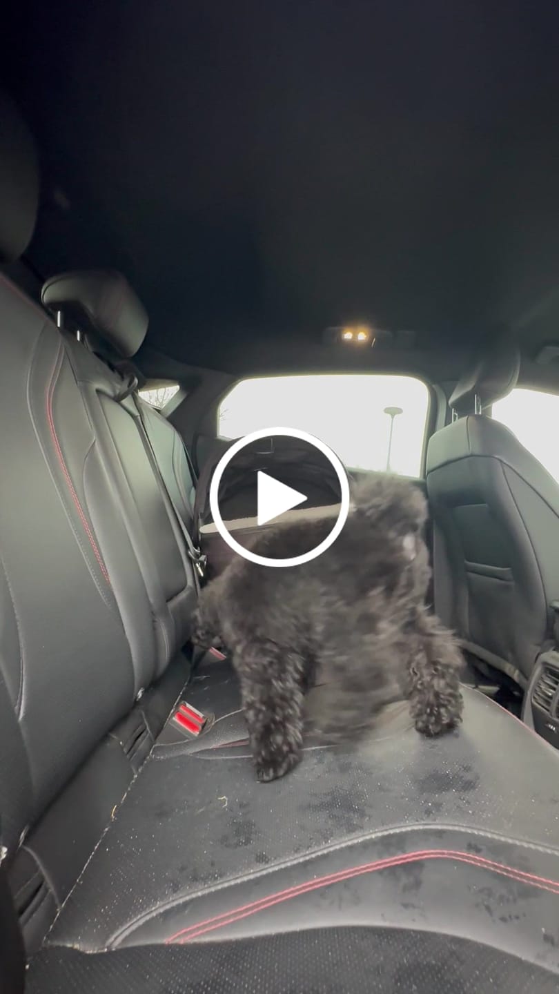 Customer video review of Maeve ISO - Törmäystestattu lemmikin ISOFIX turvaistuin