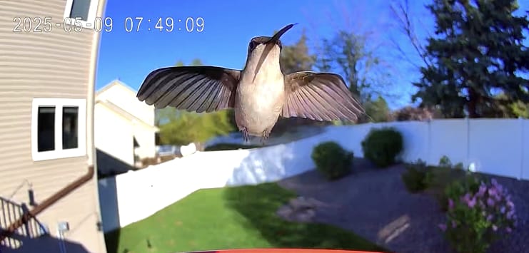 Customer photo review of Smart Hummingbird Feeder