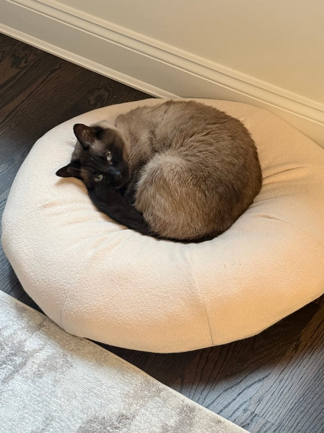 Customer photo review of Pina Colada Pudding Bed