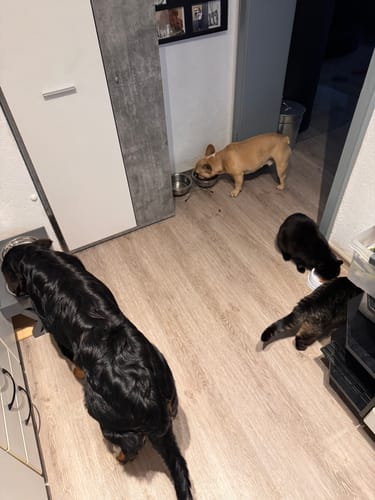 Customer photo review of Frischfutter für Energiebedarf von 1602 kCal/Tag