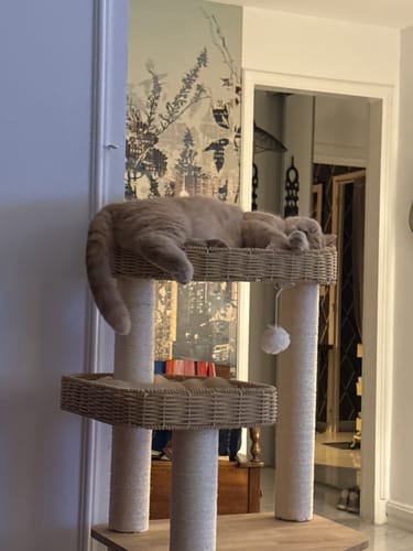 Customer photo review of Arbre à Chat - Luxe Lynx
