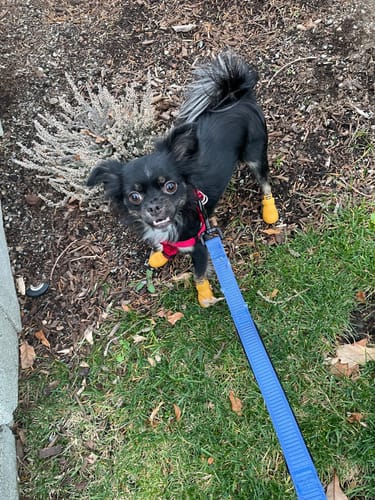 Customer photo review of WagWellies® by wagwear