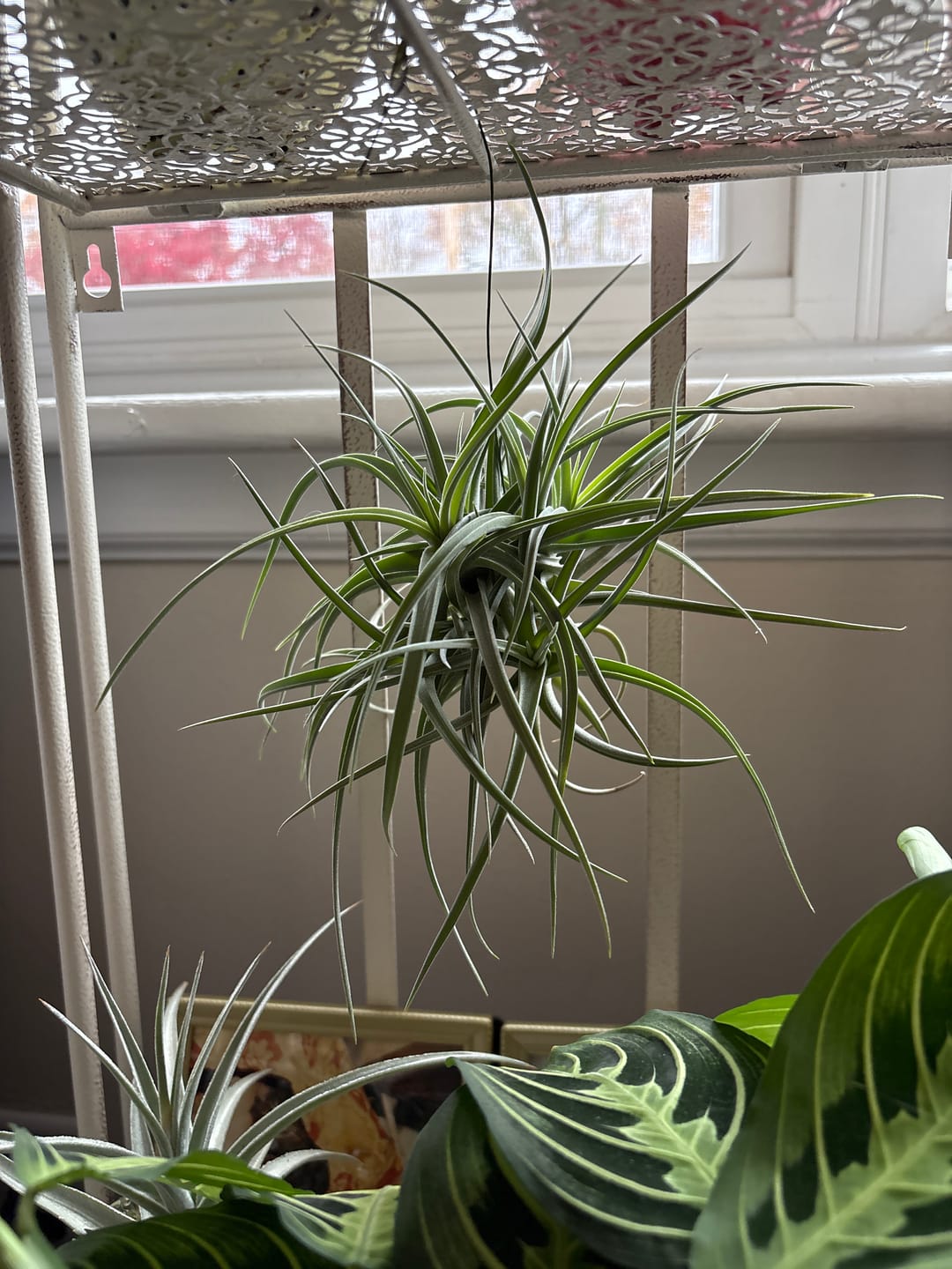 Customer photo review of Assorted Small Hanging Air Plant Clump