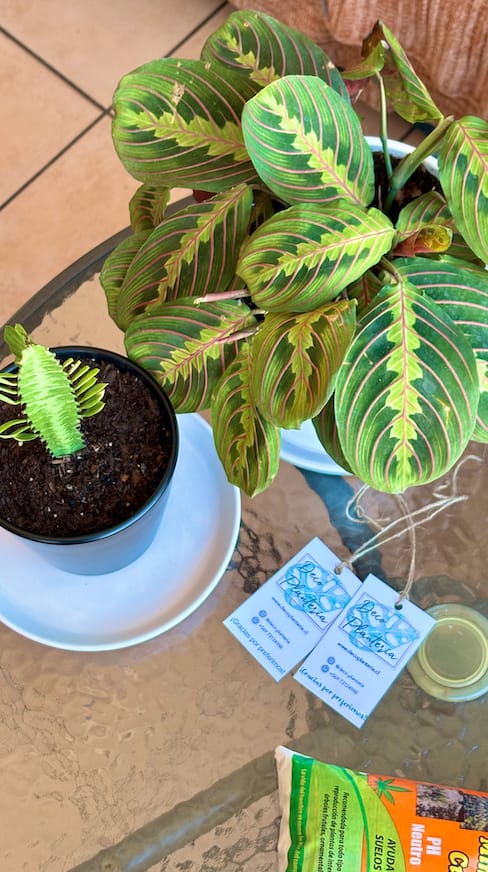 Customer photo review of Maranta Leuconeura Tricolor