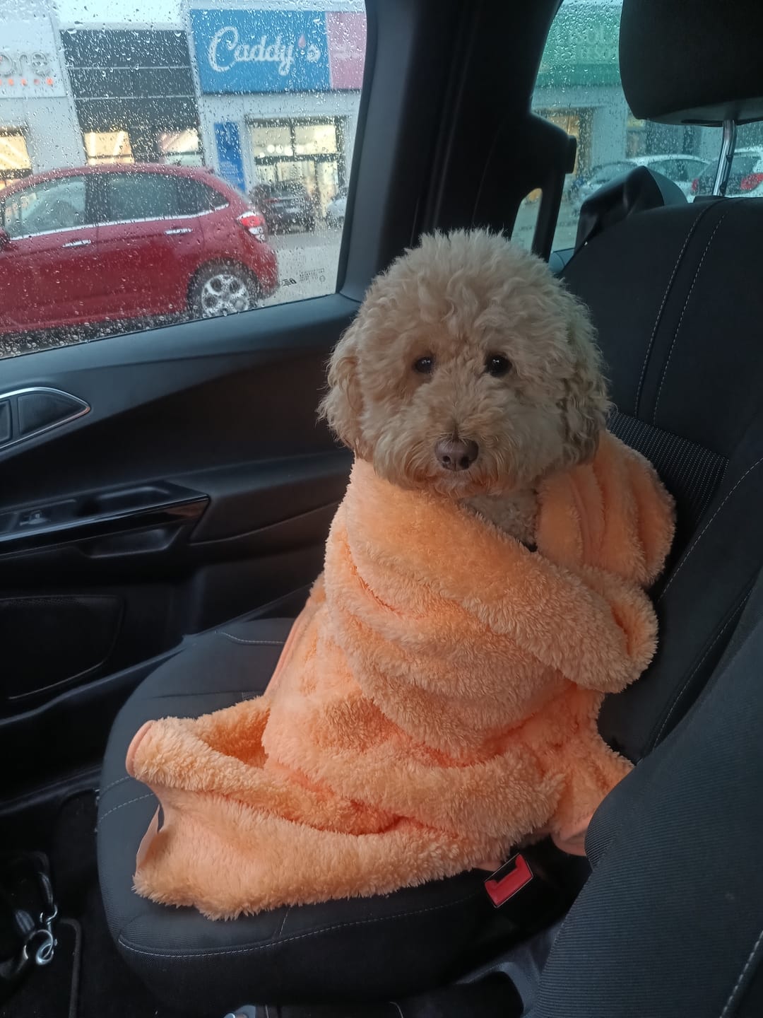 Customer photo review of Flair Pet Copertina Extra Morbida per Cani e Gatti