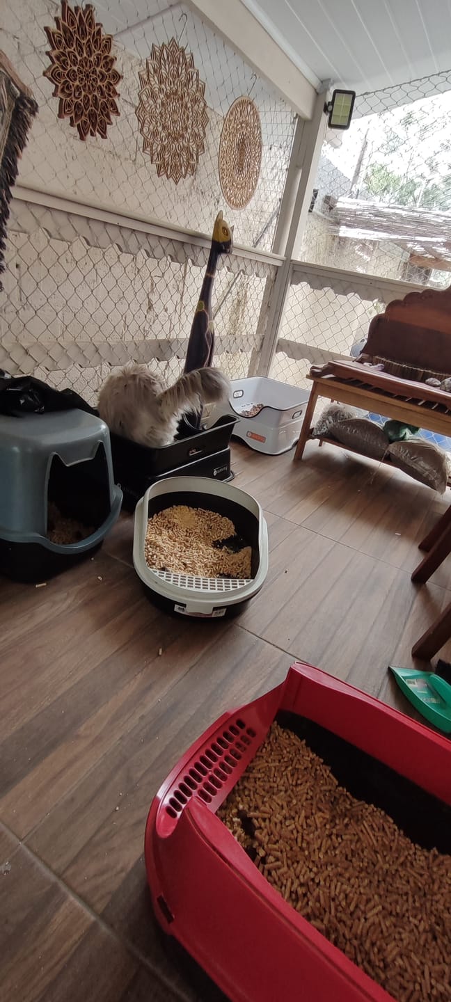 Customer photo review of Weasy Gato | Banheiro para gatos