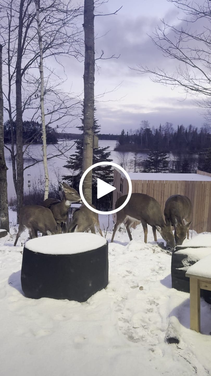 Customer video review of Premium Wild Bird Seed Mix