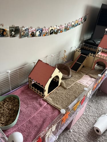 Customer photo review of 6x2 C&C Cage with Loft & Stand