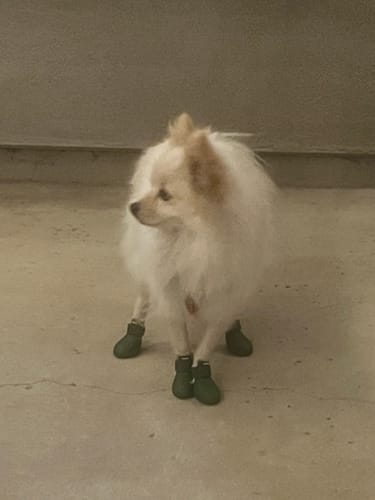 Customer photo review of WagWellies® by wagwear