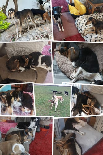 Customer photo review of Carnilove True Fresh Duck Large Breed Dry Dog Food