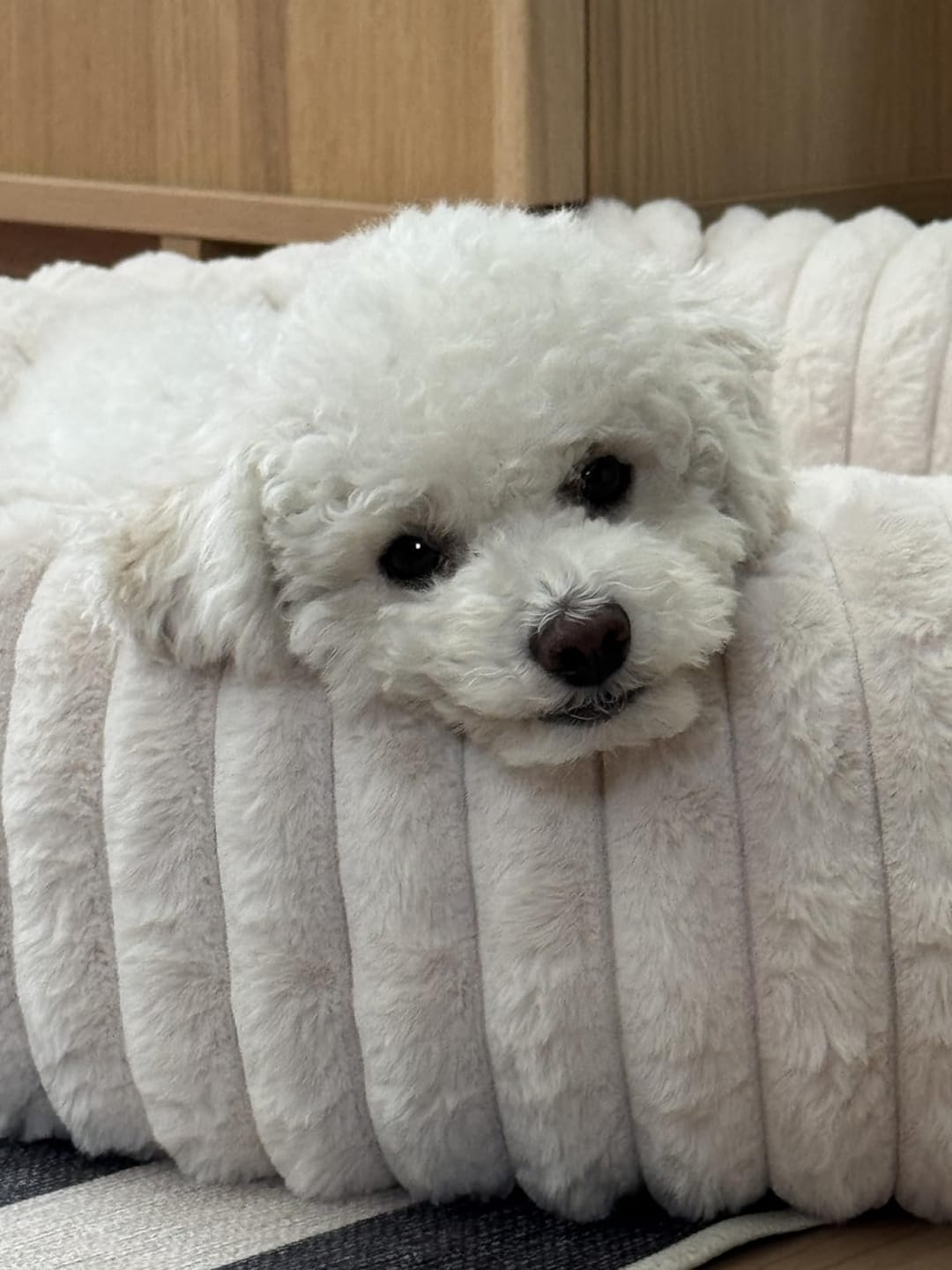 Customer photo review of Luxury Edition: Cama Anti-Estrés THE DOGS