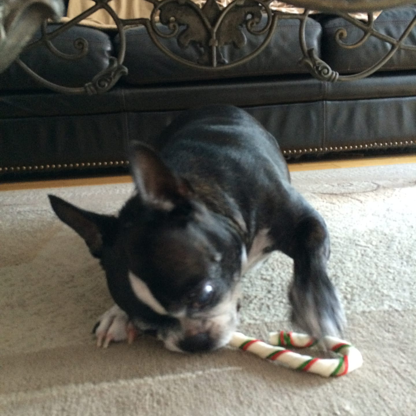 Customer photo review of Horizon Legacy - Nourriture pour chien haut de gamme