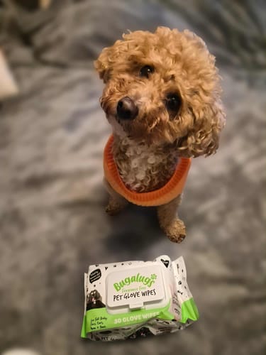 Customer photo review of Glove Pet Wipes for Full Body, Bum & Paws