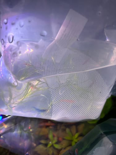 Customer photo review of Mixed High Grade Neocaridina Shrimp